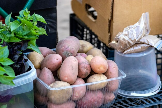Способы эффективного хранения картофеля в квартире: поддержание свежести и питательных качеств